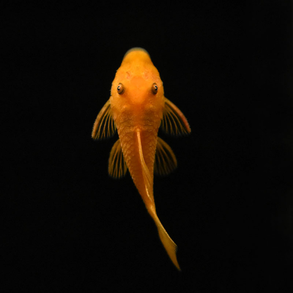Roter Antennenwels, Ancistrus dolichopterus sp. rot